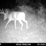 Giant ten point buck.