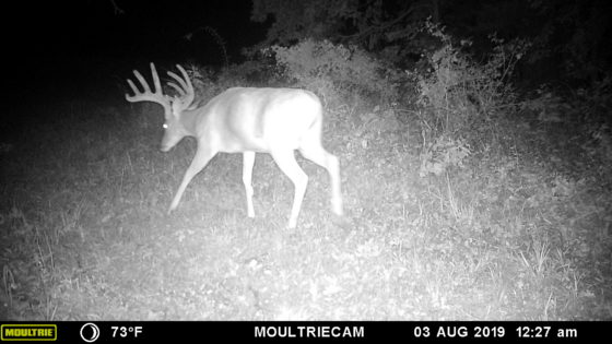 Trail camera's for whitetail hunting