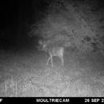 Deer trail cam picture pike county, illinois