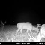 Velvet whitetails in a food plot.