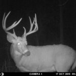 Mature Pike County buck.