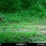 Trail Cam Photos