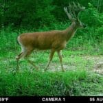 trail camera of whitetail buck