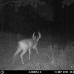 Trail Camera Pictures