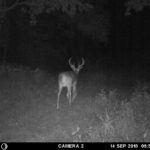 Trail Camera Pictures