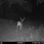 Trail Camera Pictures