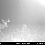 Whitetail crossing a food plot.
