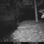 Trail Camera picture of a buck that hasn't shed antlers yet