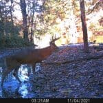 Mature buck getting a drink of water.