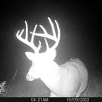 Trail Cam Photos