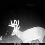 Trail Cam Photos