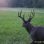 Nice buck heading to a bedding area.