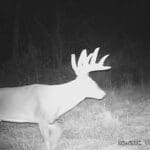 Big ten pointer.