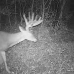 Massive velvet buck.