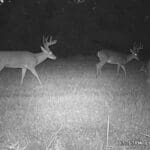 Buck with nice mass.