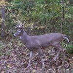 Late October buck!