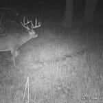 Nice main beams on this big ten point!