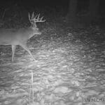 Mature buck in the snow.