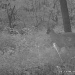 Trail Cam Photos