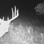 Giant typical ten pointer!