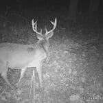 Giant bodied and rack buck!