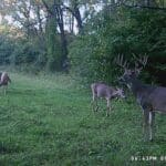 Split browtine buck.