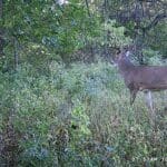 Early October whitetail hunting