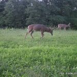 Velvet whitetails in food plot.