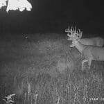 Trail Cam Photos