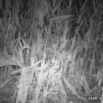 Whitetail munching on some corn!