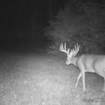Giant buck on the move in Mid-September.