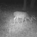 Check out the body on that mature buck!