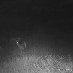 Trail Cam Photos