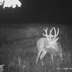 Trail Cam Photos