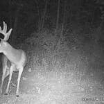 Whitetail Trail Cameras