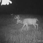 Trail Cam Photos