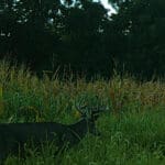 Trail Cam Photos