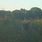 Trail Cam Photos