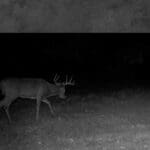 Trail Cam Photos