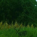 Trail Cam Photos