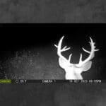 Trail Cam Photos