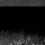 Trail Cam Photos