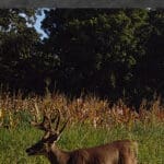 Trail Cam Photos