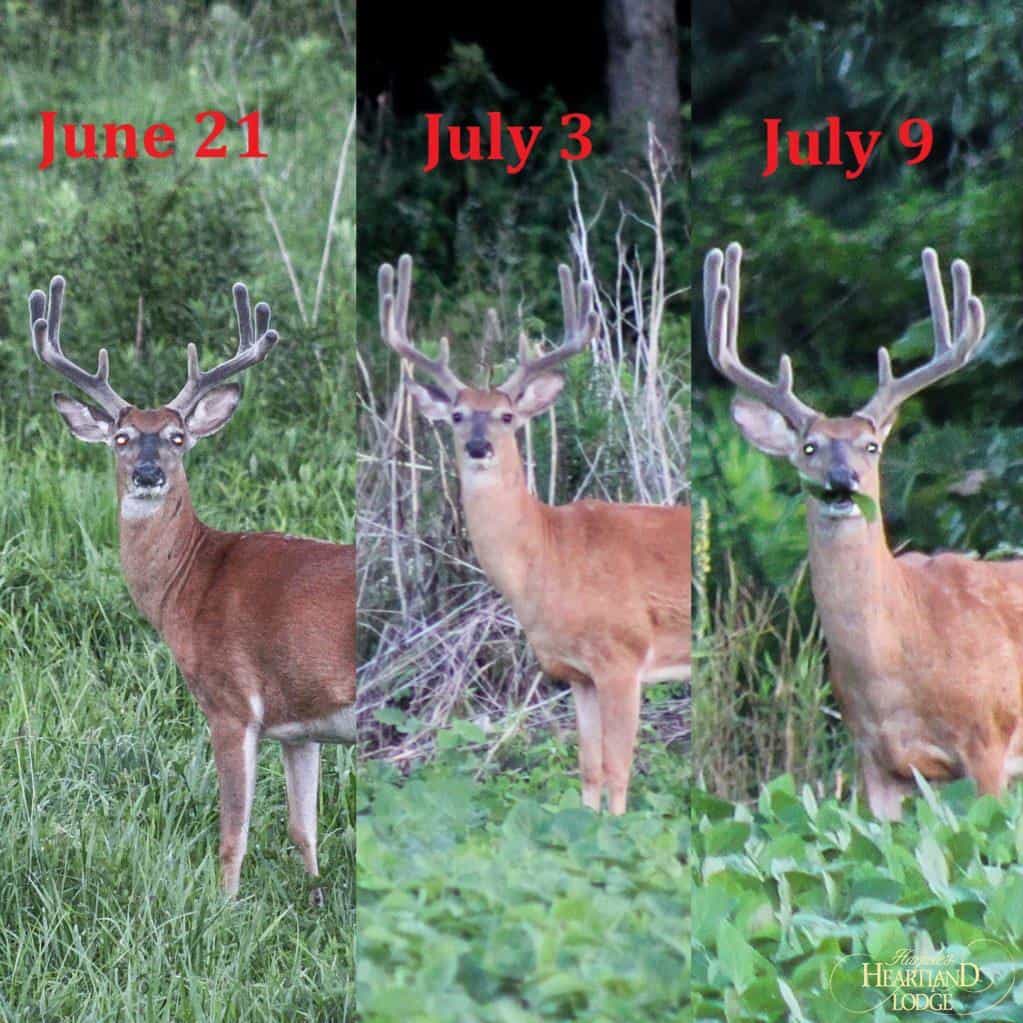 Quality deer management progression in Illinois