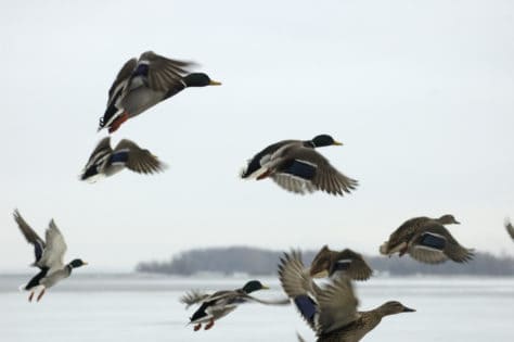 duck and goose combo hunts in illinois