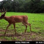 Velvet whitetail in a food plot.