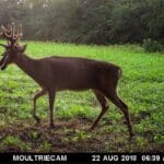 Giant velvet whitetail in a green food plot.