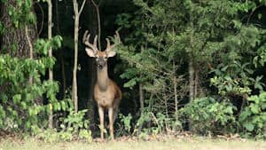 Information about Glassing Whitetails