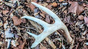 More information on shed hunting