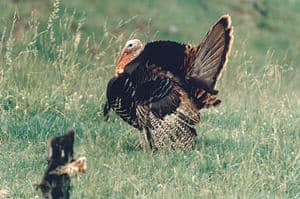 Turkey Hunting Page